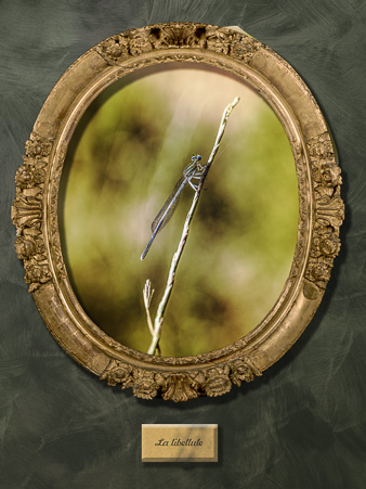 Galerie_des_survivants_12.jpg
