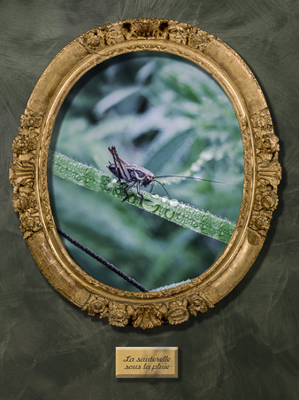 Galerie_des_survivants_17.jpg