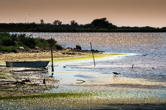 _DSC9505.jpg