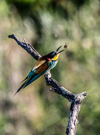 _DSC2989-Modifier.jpg