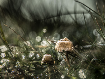 _DSC7365-Modifier.jpg